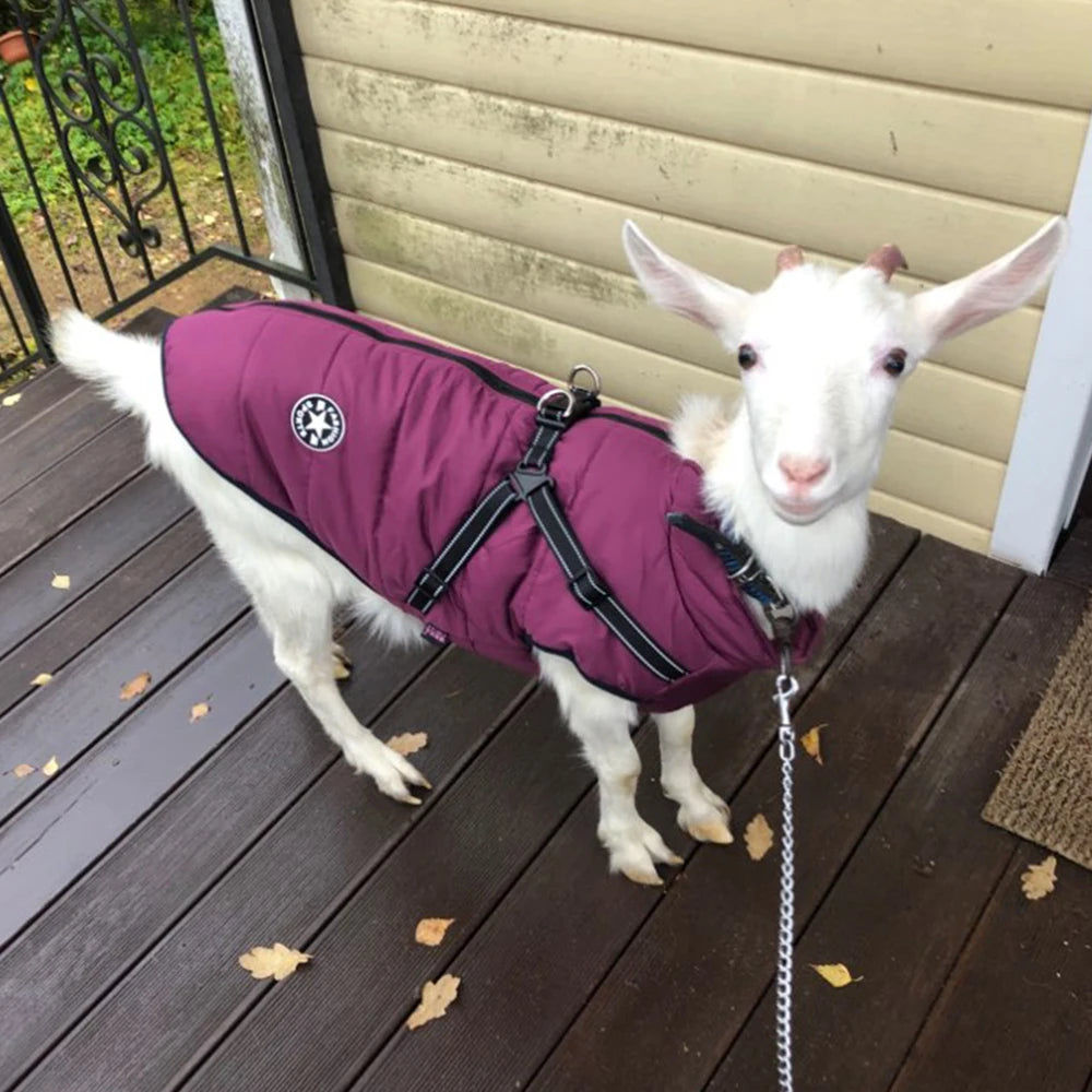 Winter-Ready Dog Jackets: Stylish, Warm Coats for Large Breeds