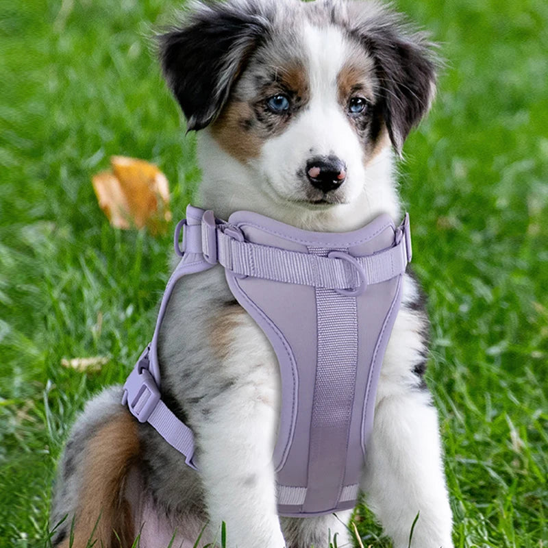Dual Comfort Dog Harness Set - Adjustable, Breathable, and Stylish