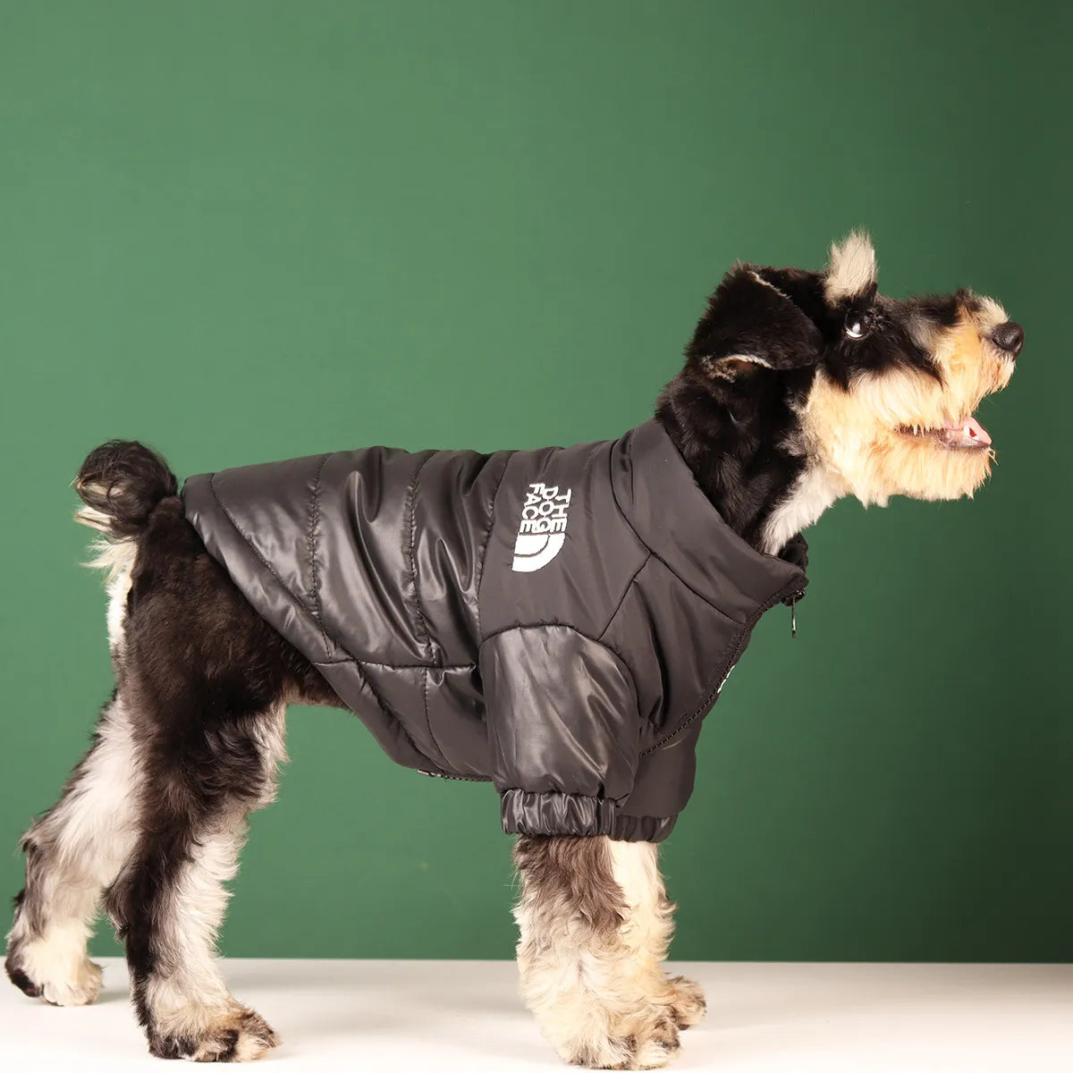 Winter Ready: Stylish Dog Coats for Warmth & Fashion