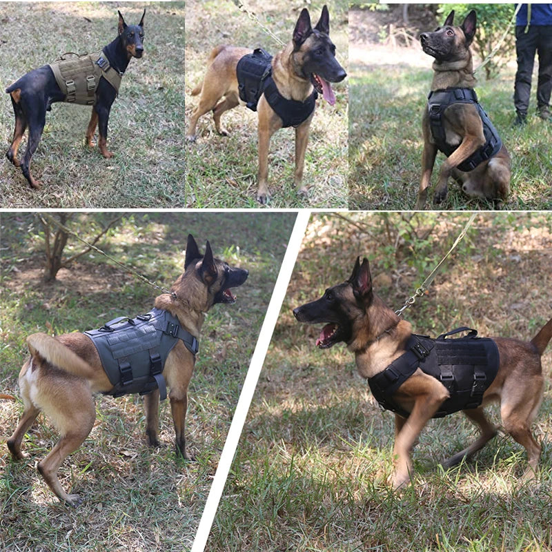 Top Dog Training Harness: Strength, Control, Durability